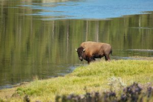 Yellowstone-Wyoming-8