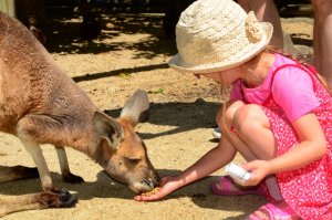 Cairns Zoo mata Wallaby