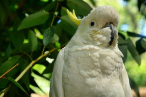 Kakadua