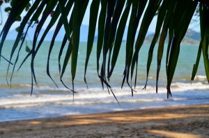 Skugga-Palm-Cove