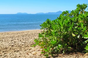 Strand-vy-Palm-Cove