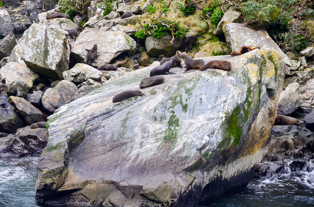 Sälar i Milford Sound