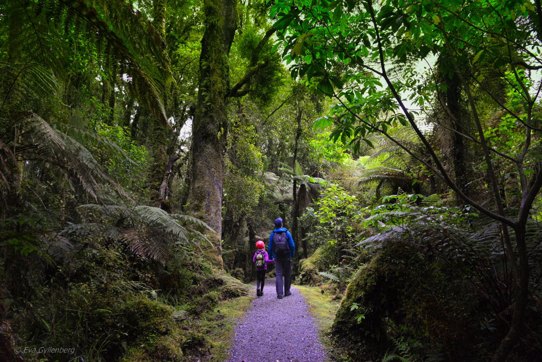 Fox Glacier