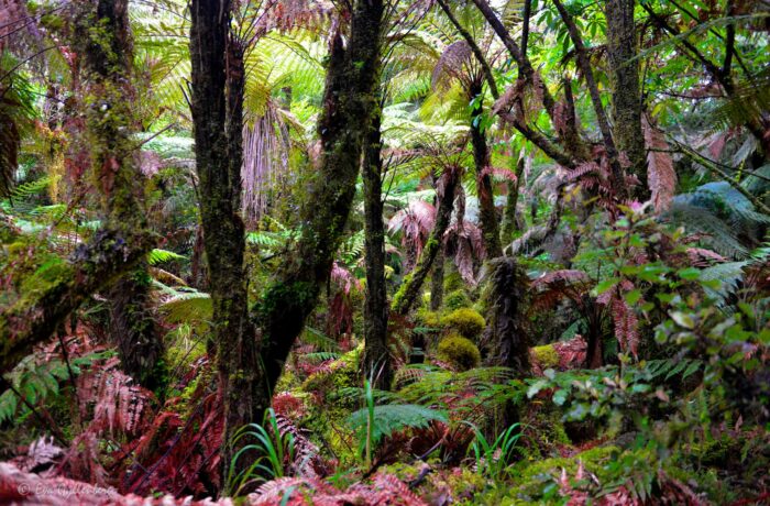 New Zealand