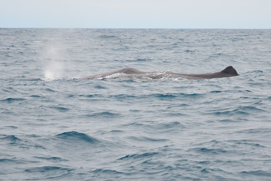 Sperm whale at Kaikoura