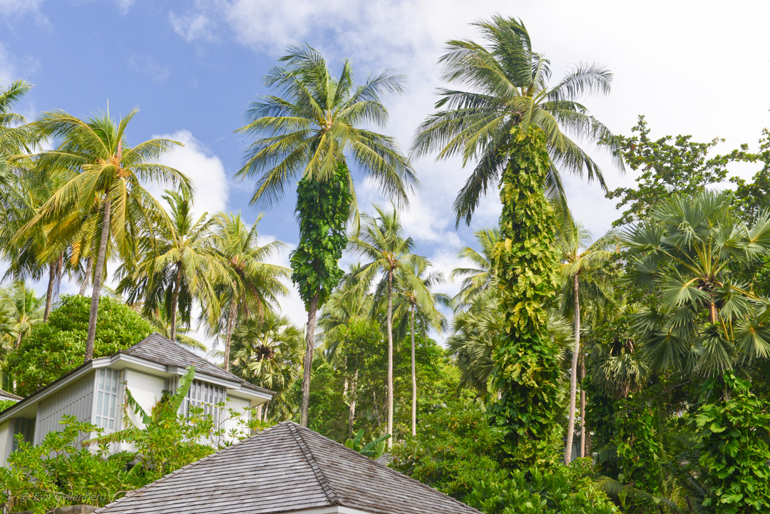 Hotell The Surin - Phuket - Thailand