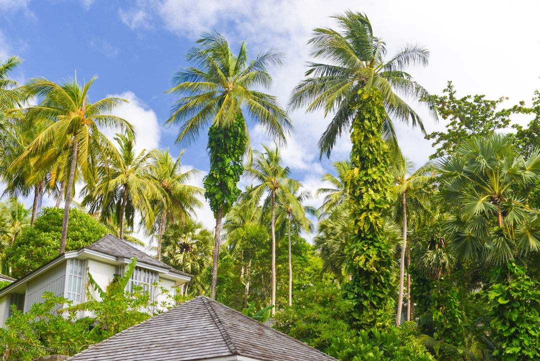 The Surin, Phuket
