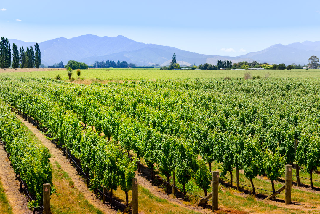 Vineyard in Marlborough