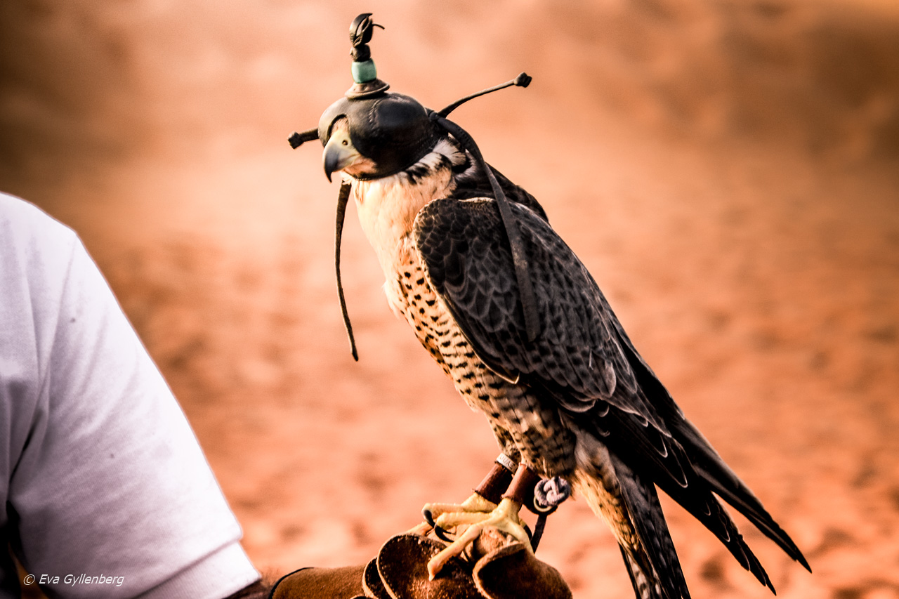 Falconry - Dubai - UAE
