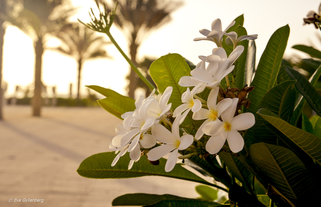 Blomsterprakt - Dubai - UAE