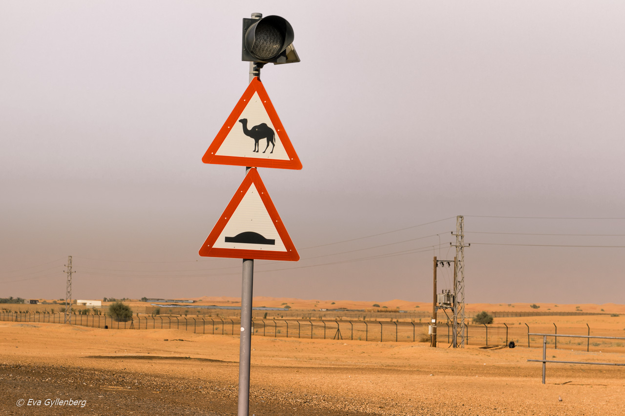 Varning för kameler - Dubai - UAE
