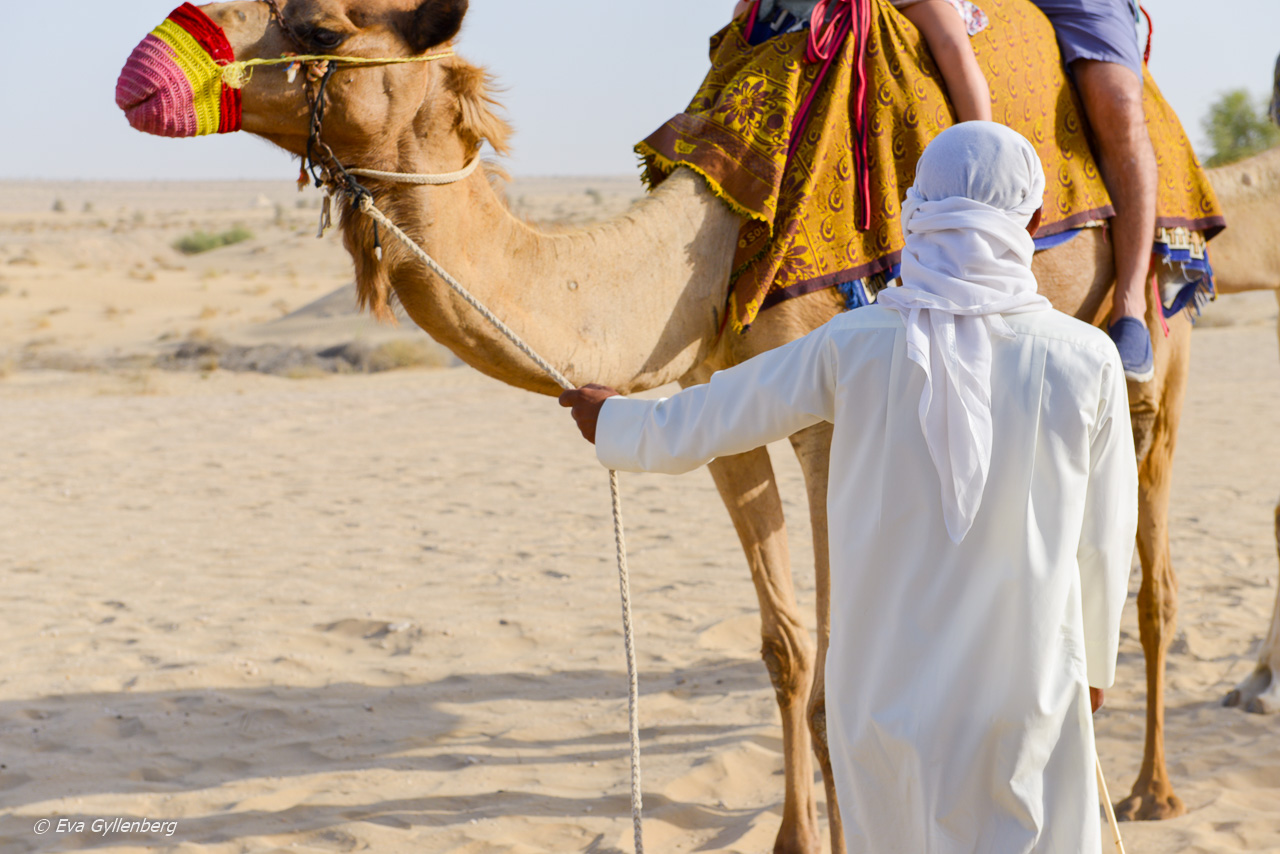 Ökensafari med dromerarridning - Dubai - UAE