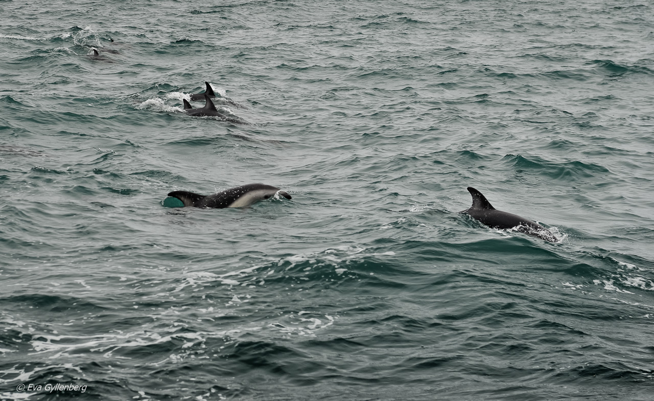 Kaikoura