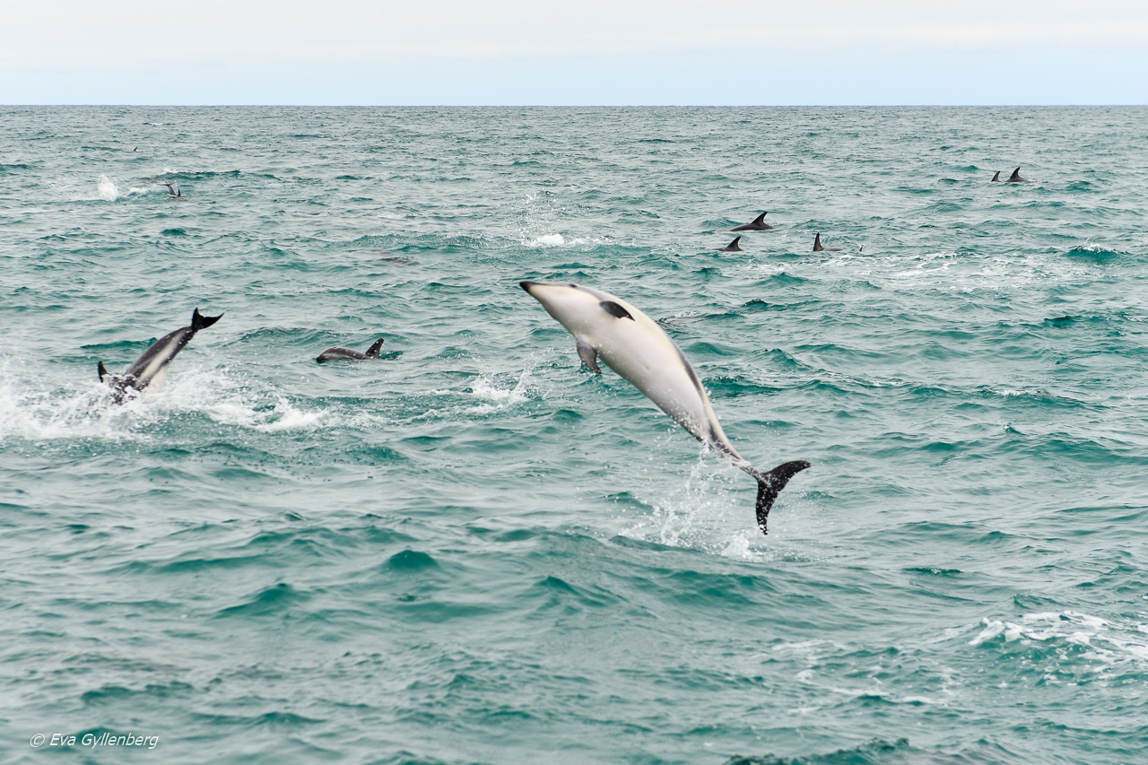 Delfiner i Kaikoura