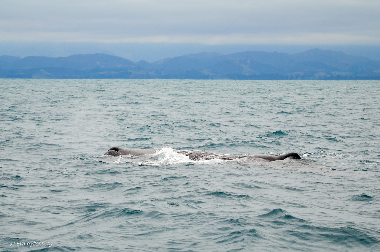 Kaskelot i Kaikoura