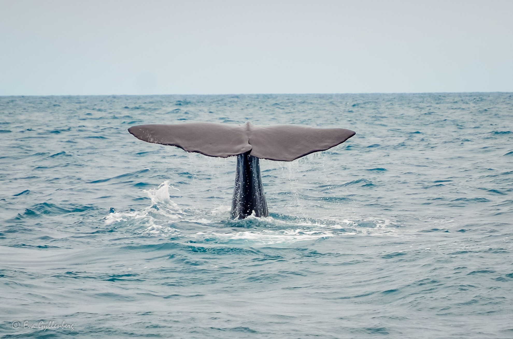 Kaikoura