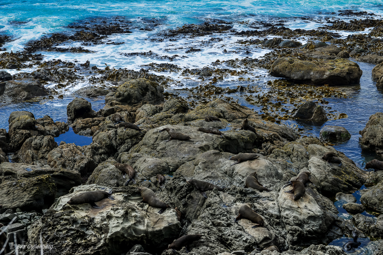 Oahu Point Seal Colony