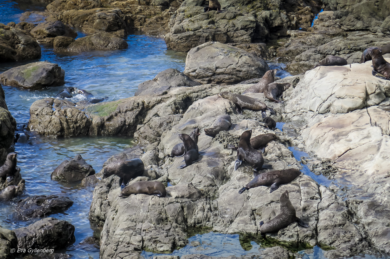 Oahu Point Seal Colony