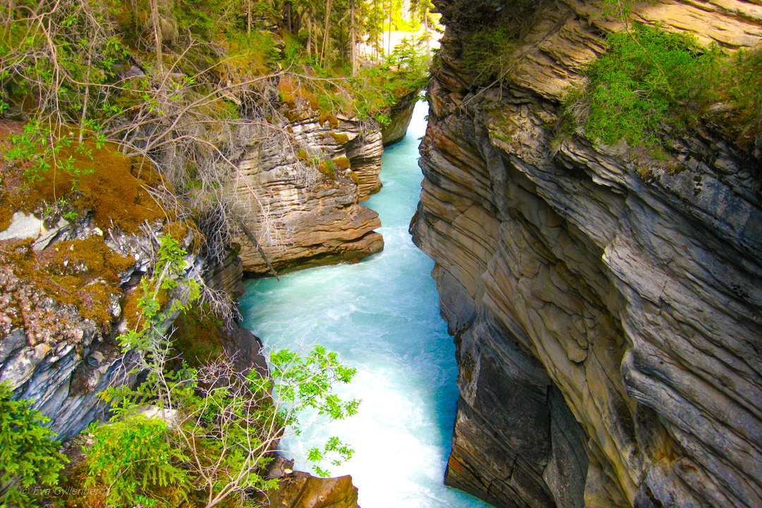 Athabasca falls ravin