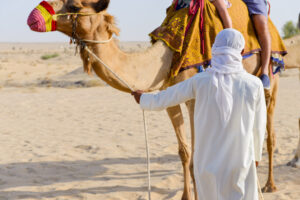 Dubai desert camel