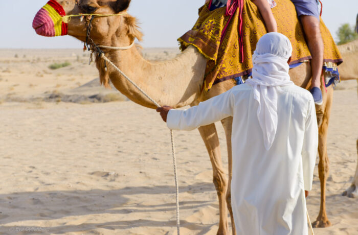 Dubai-öken-kamel