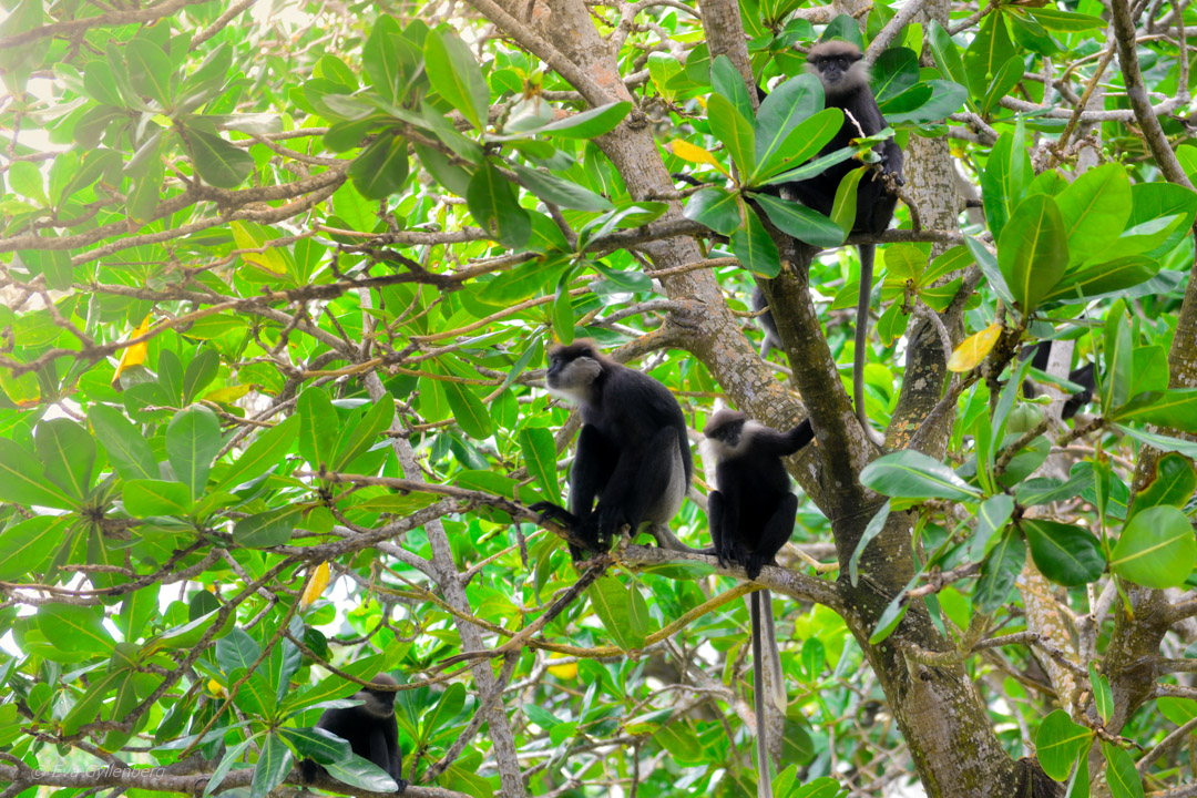 Apor i träden på Heritance Ahungalla