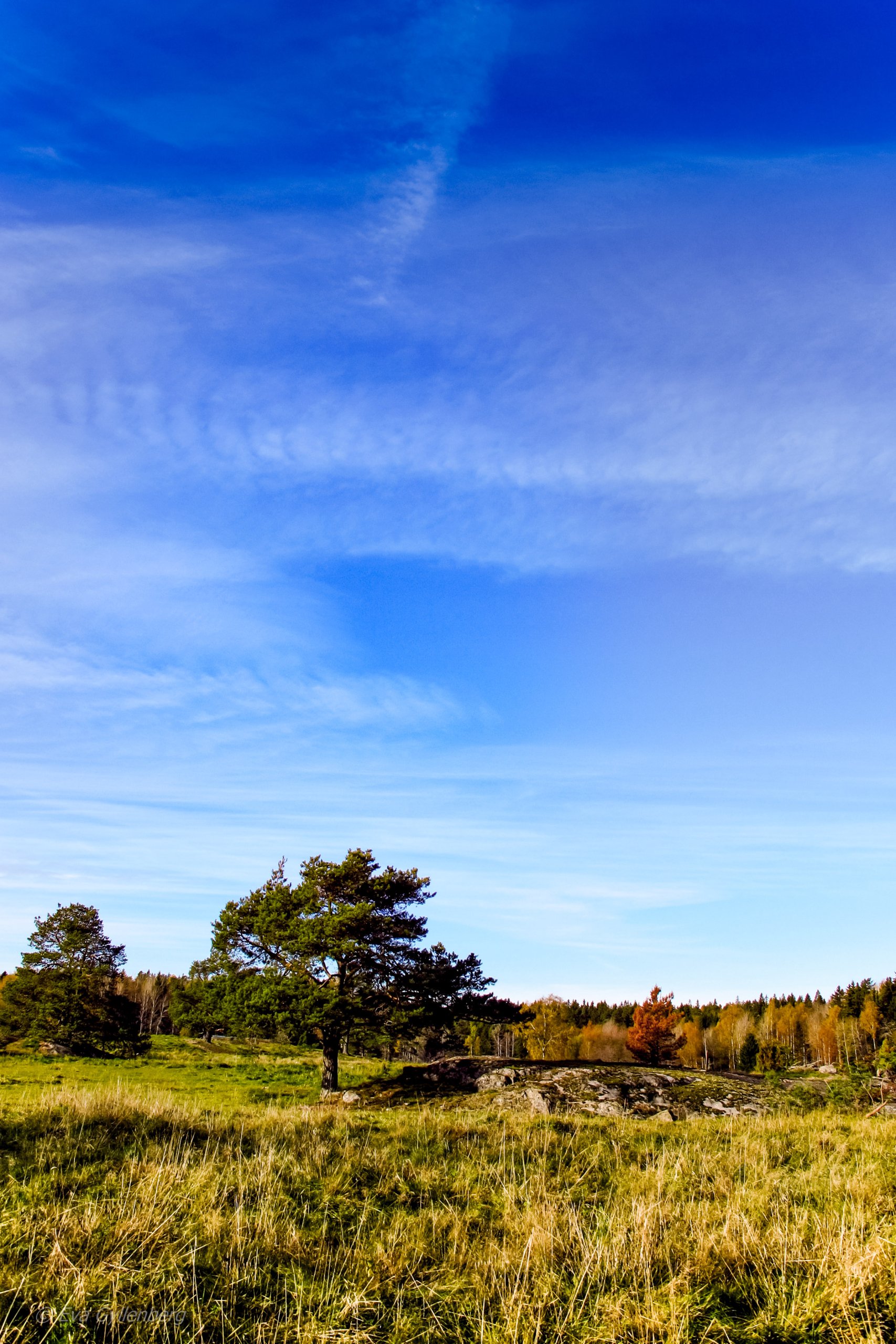 Tyresta Nationalpark: Ängar