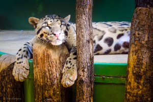 Zoo-Prag-Tjeckien
