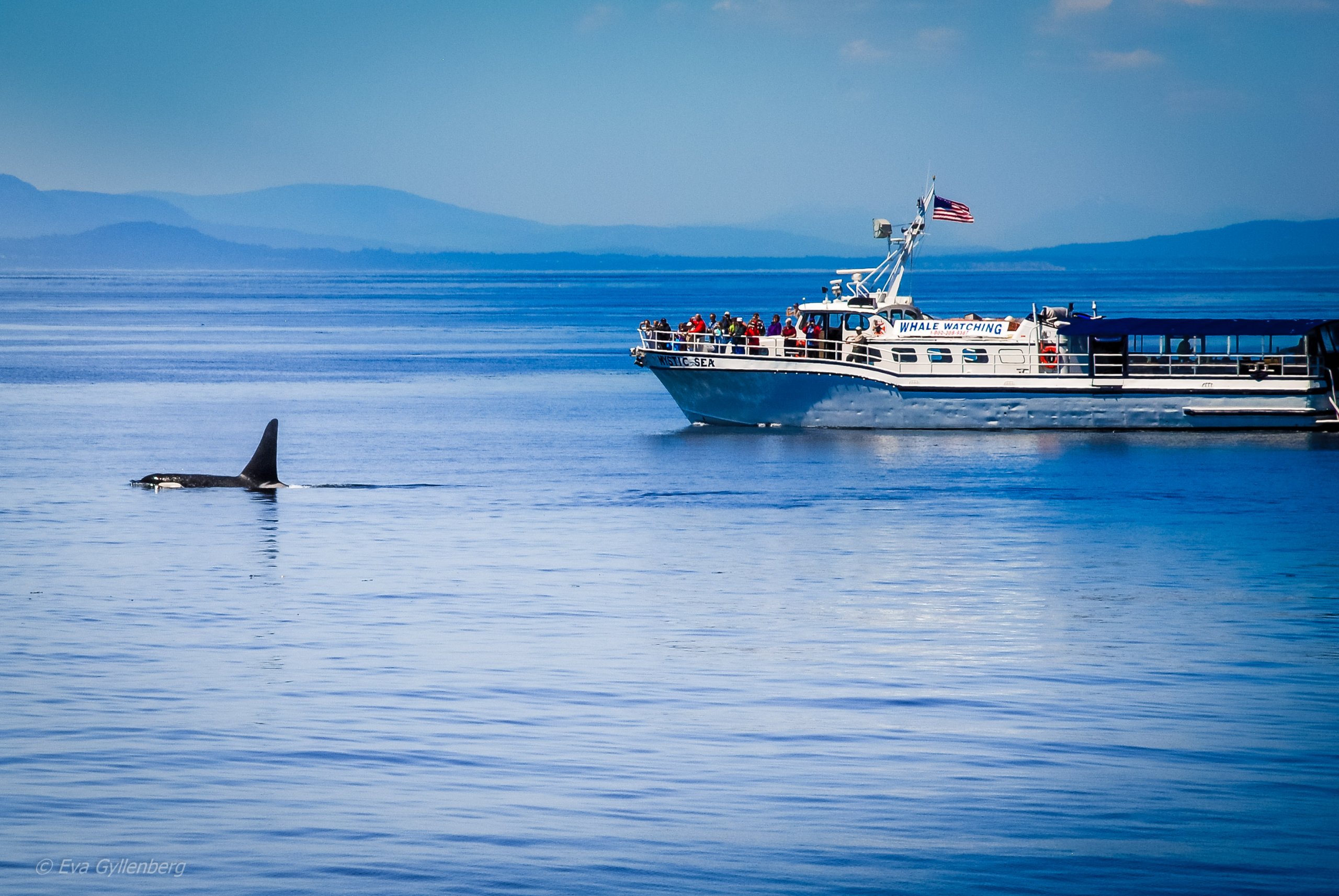 Killer Whales-Orcas-Anacortes (4)