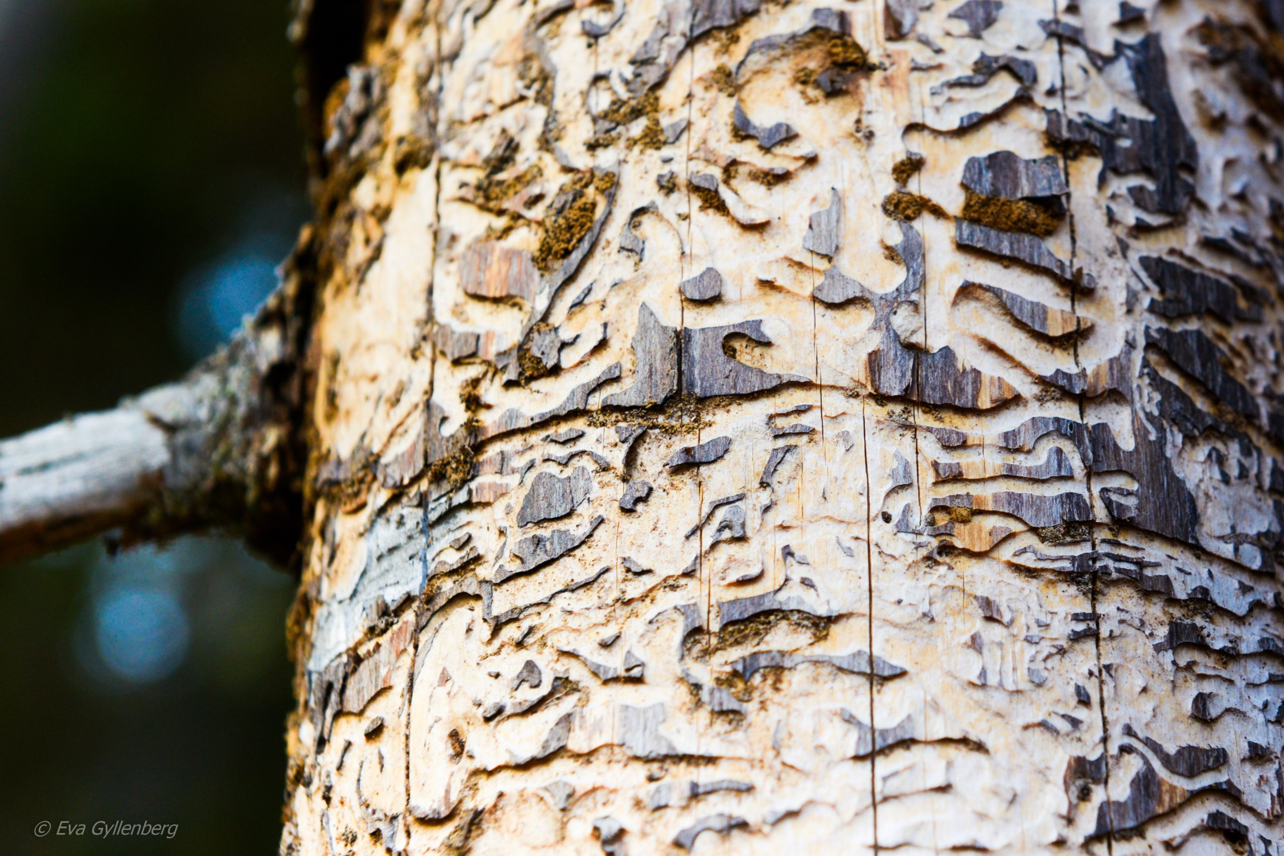 Tyresta nationalpark: Bark