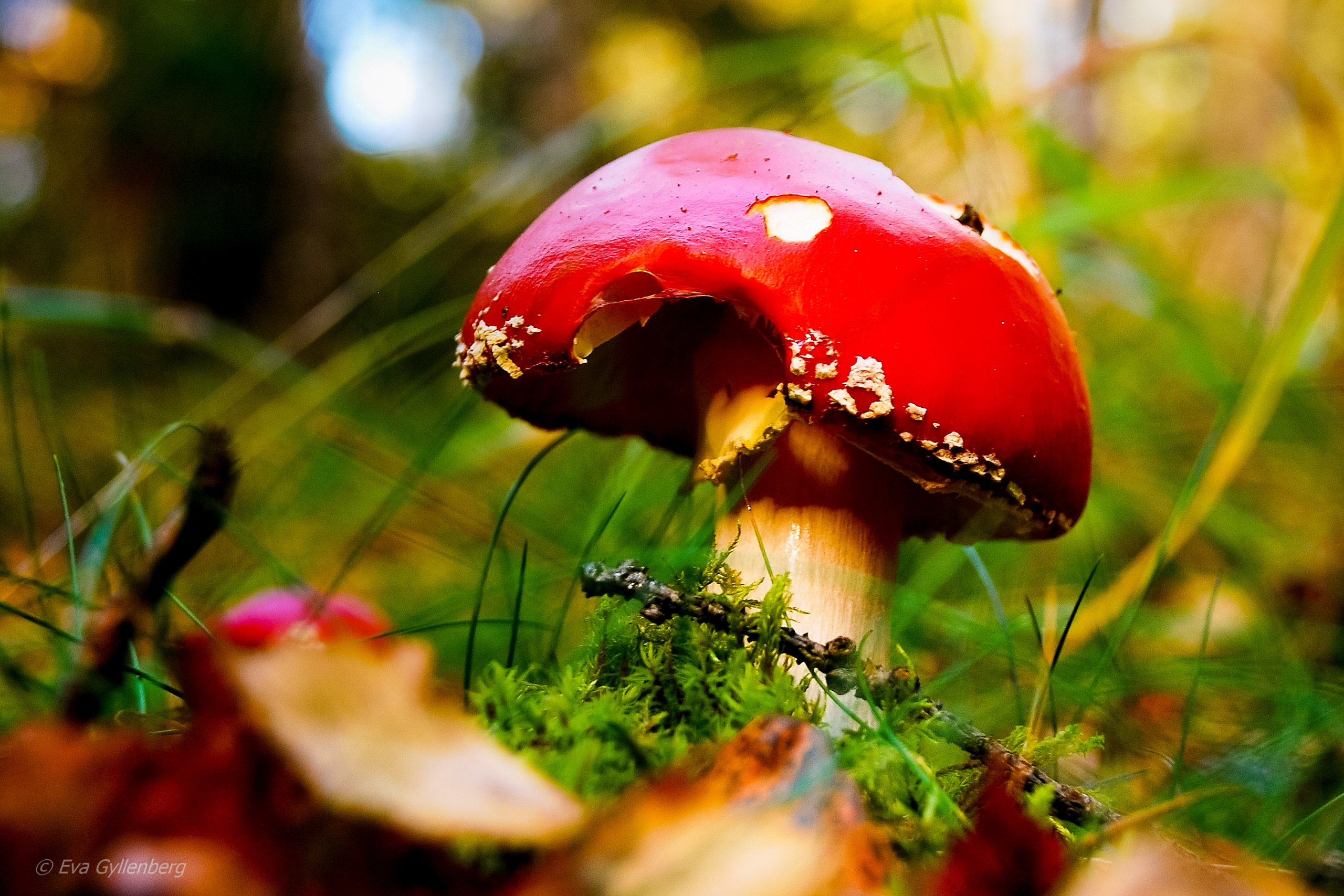 Tyresta nationalpark: Svamp