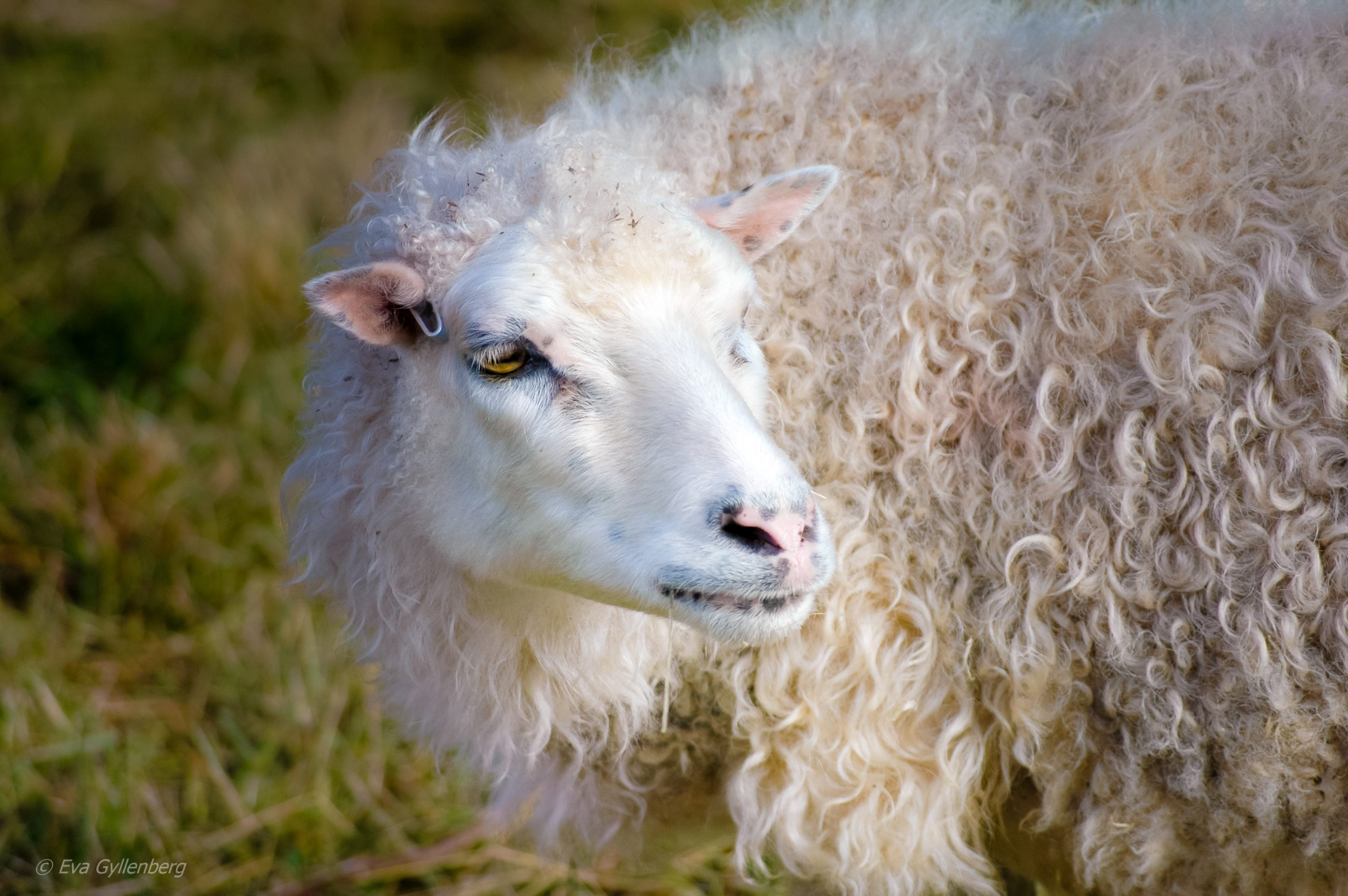 Sheep in Tyresta village
