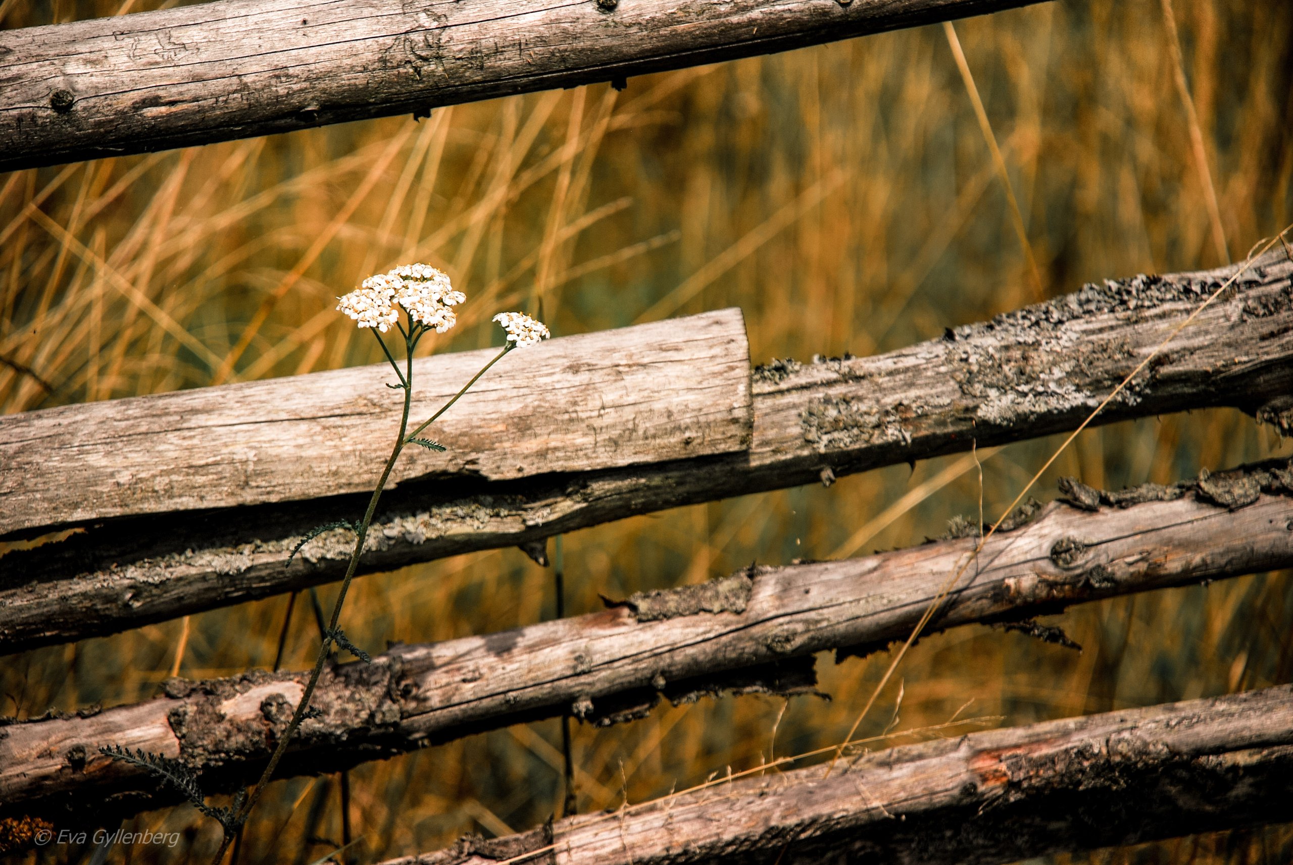 Tyresta by