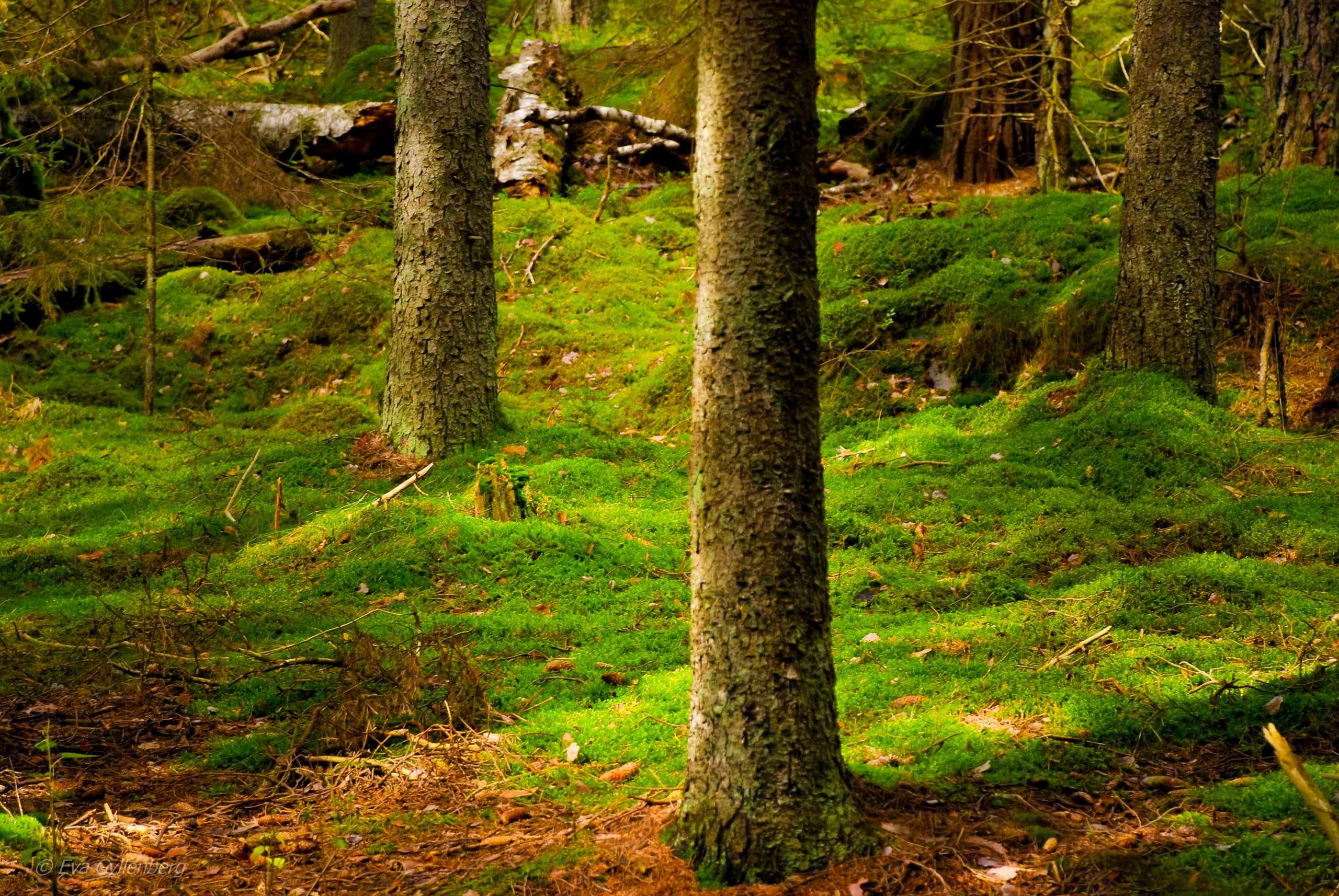 Tyresta nationalpark: Mossa