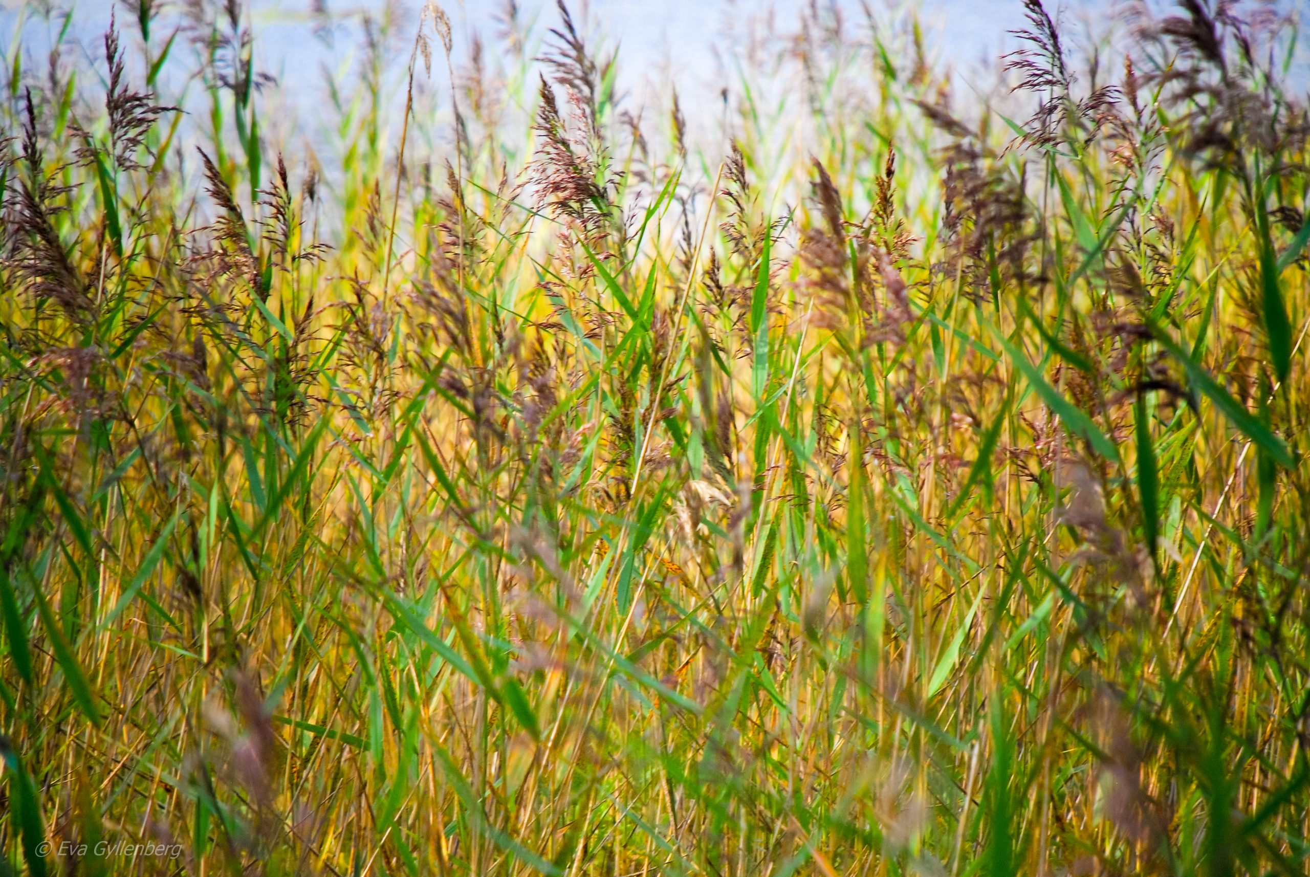 Tyresta National Park: Reeds