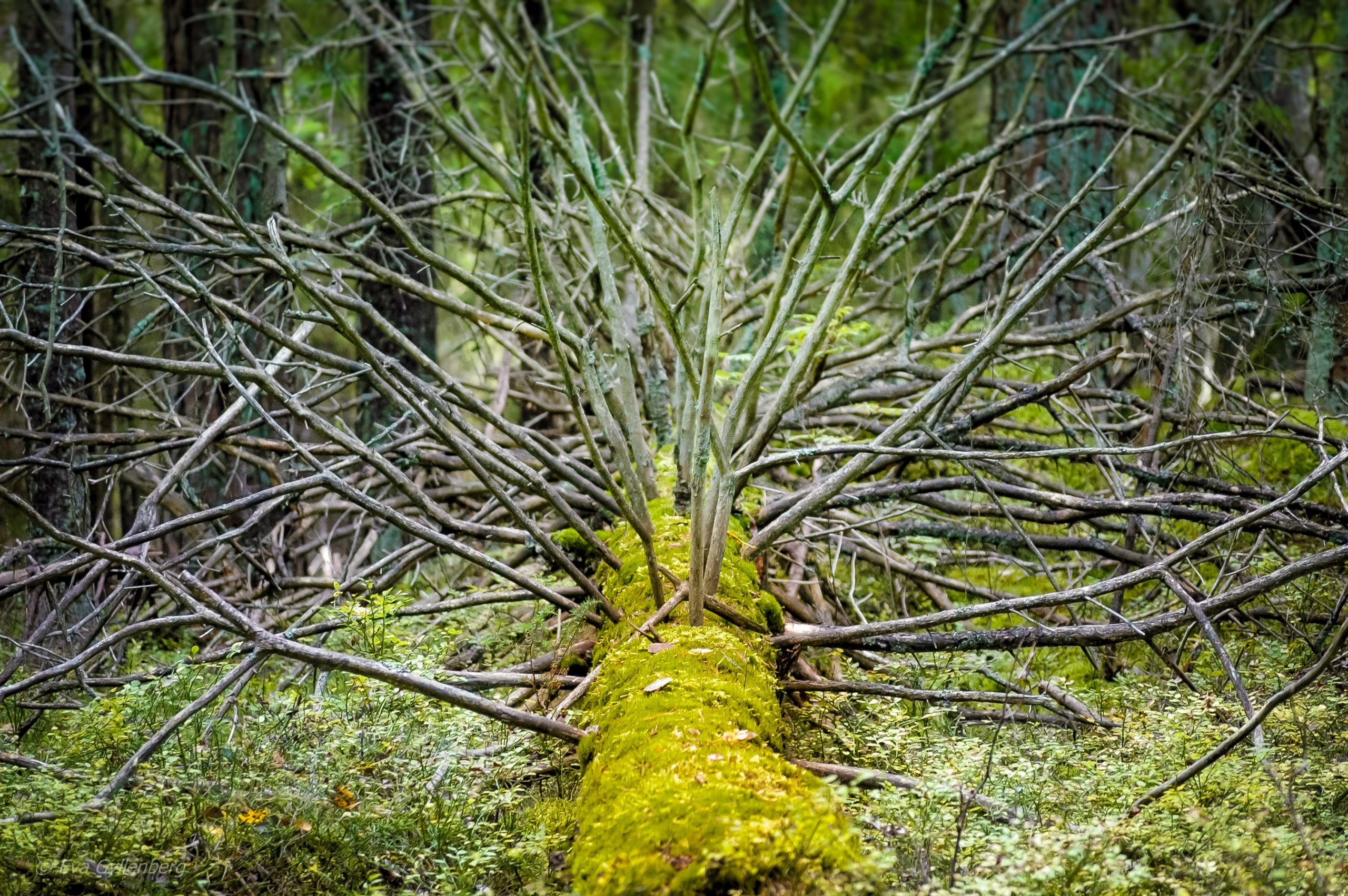 Tyresta nationalpark: Fallet träd