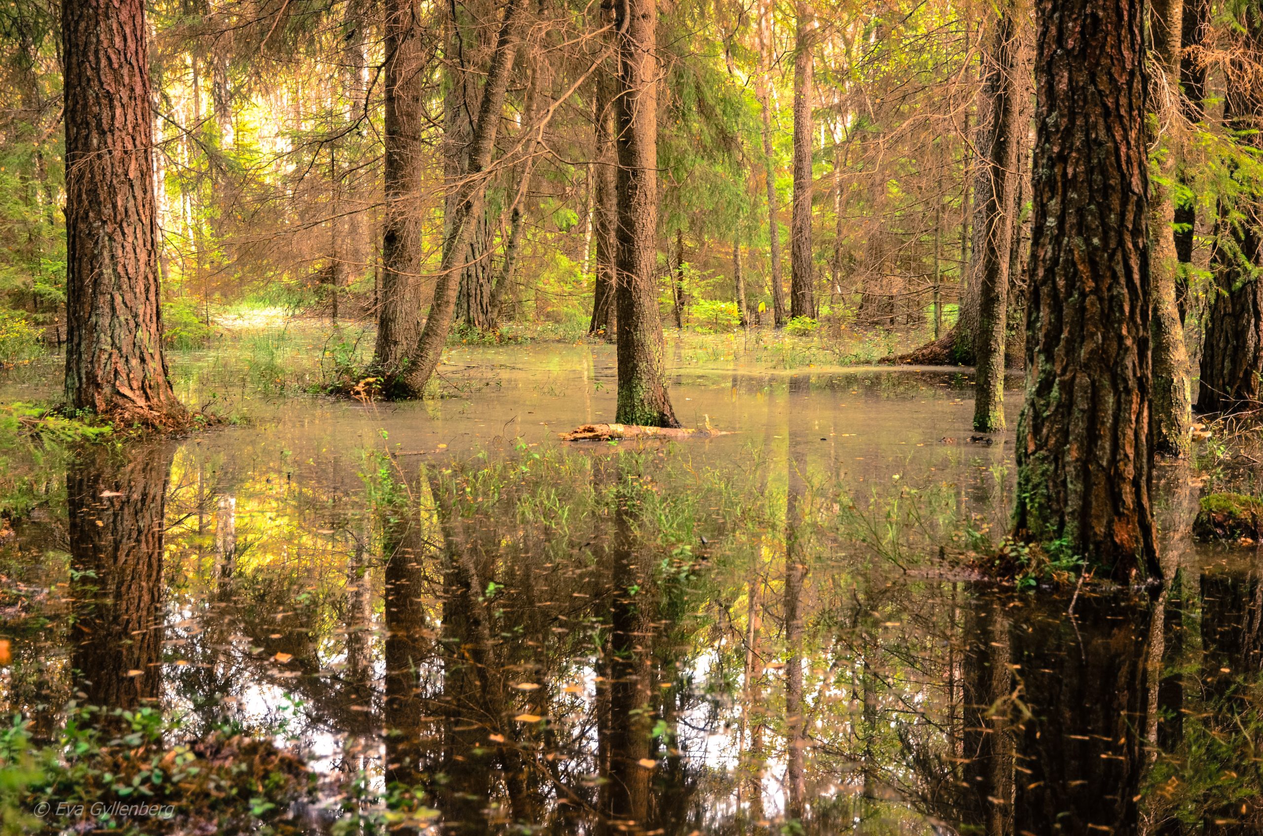 Tyresta National Park: Swamp