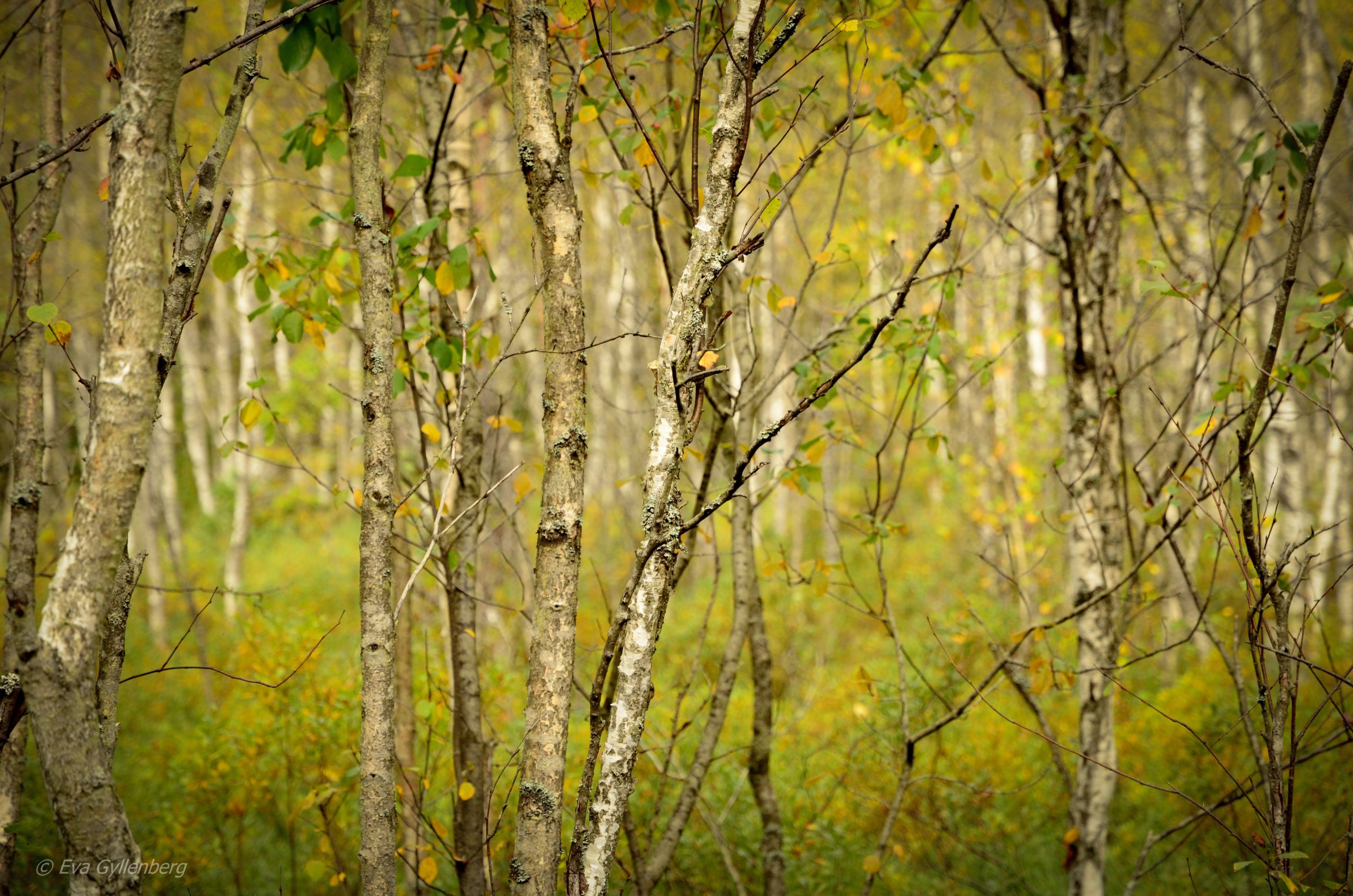 Tyresta National Park: Björk Forest