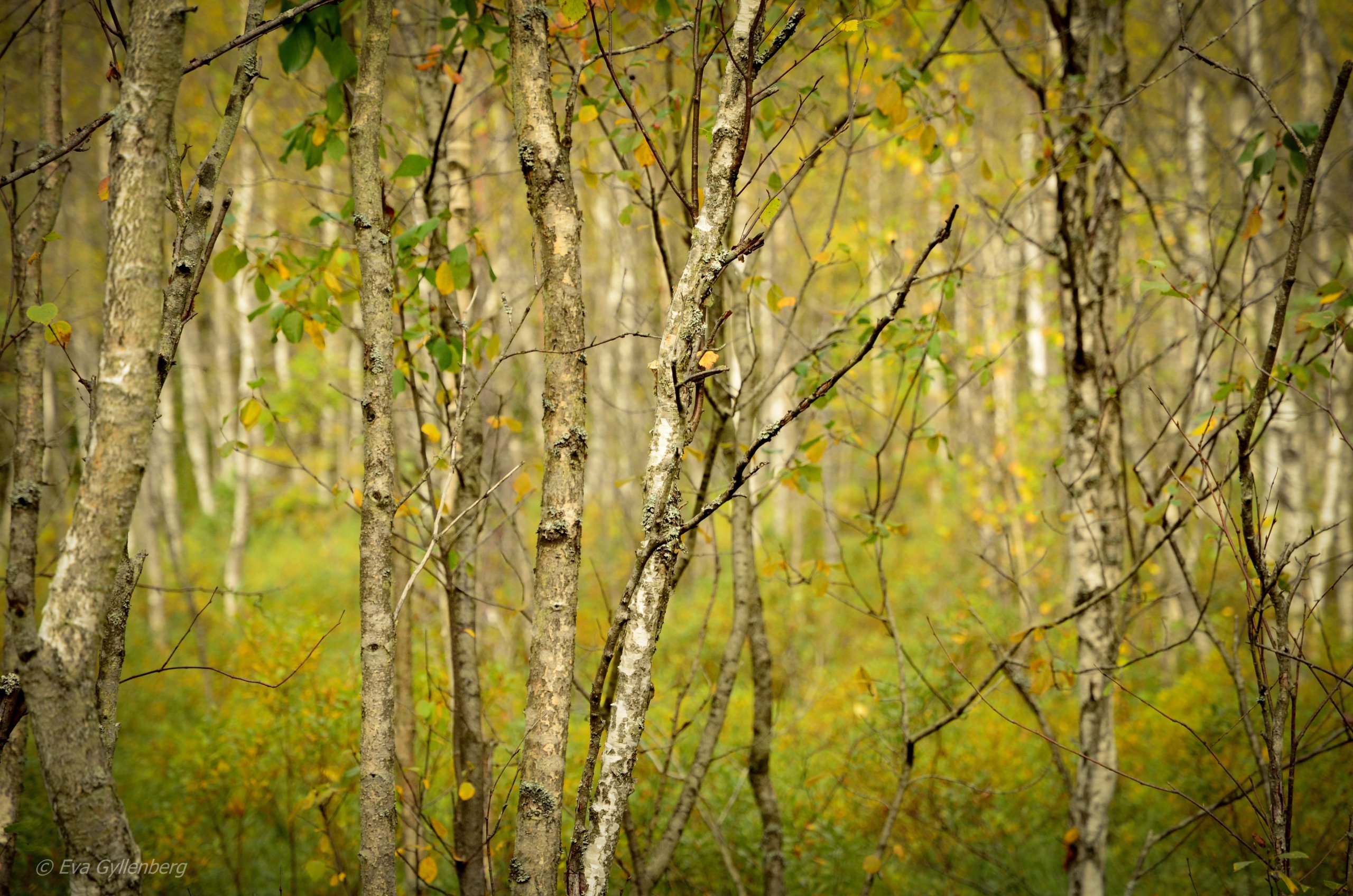 Tyresta nationalpark: Björkskog