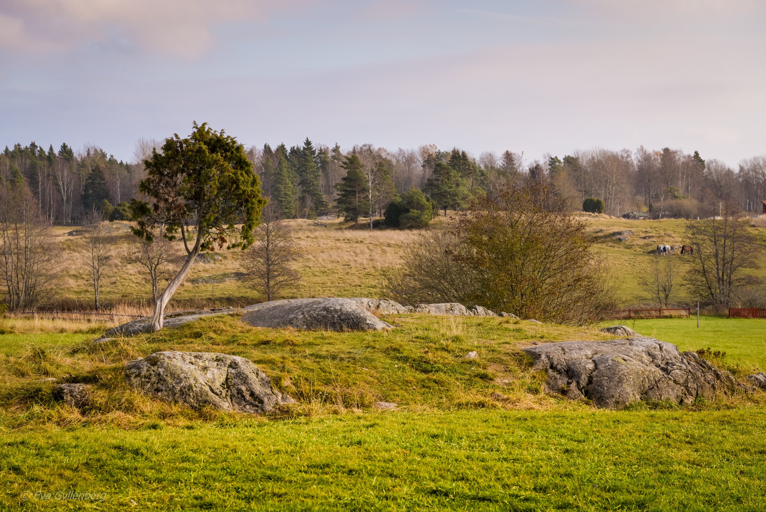 Tyresta nationalpark: Ängar
