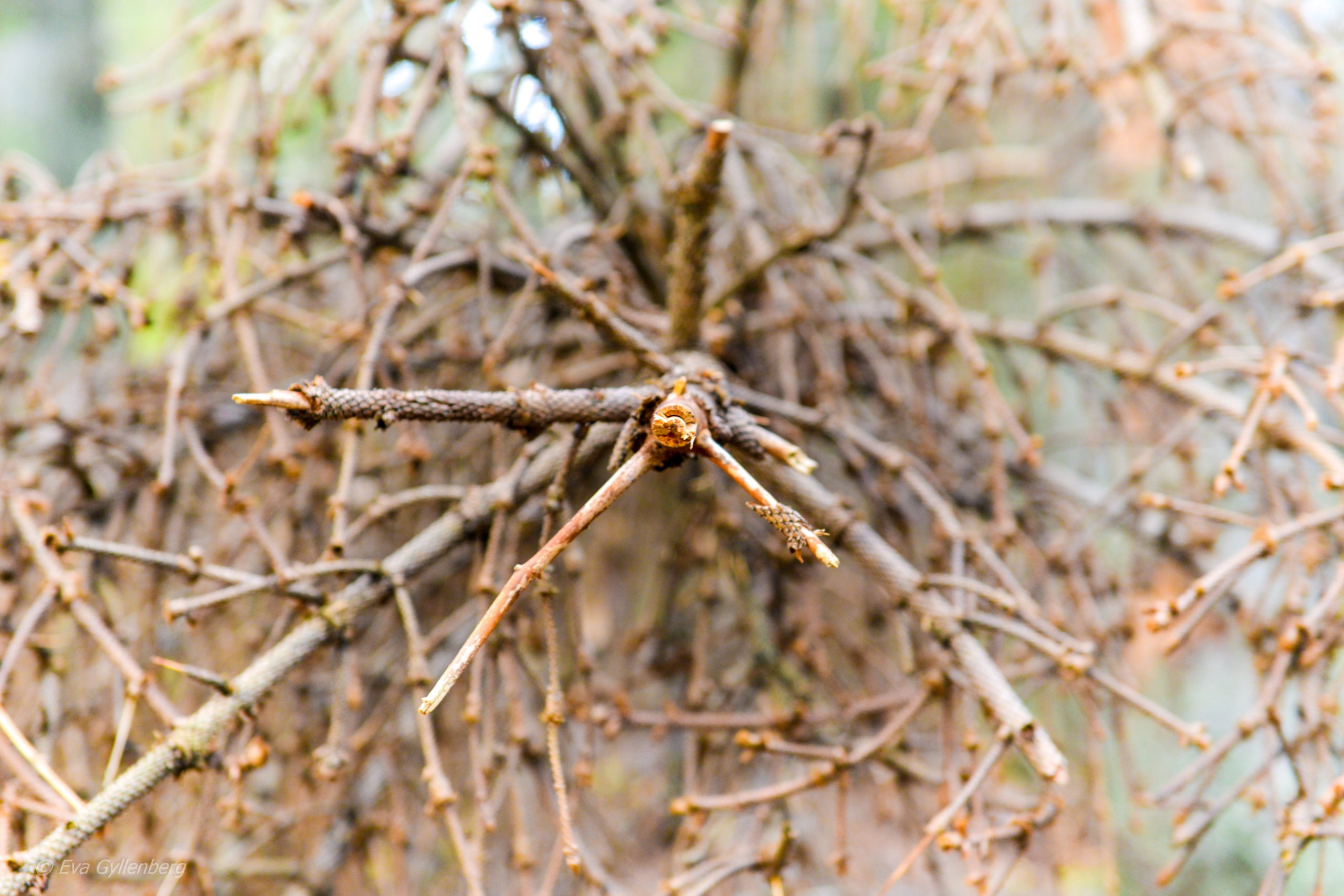 Tyresta nationalpark: Fallet träd