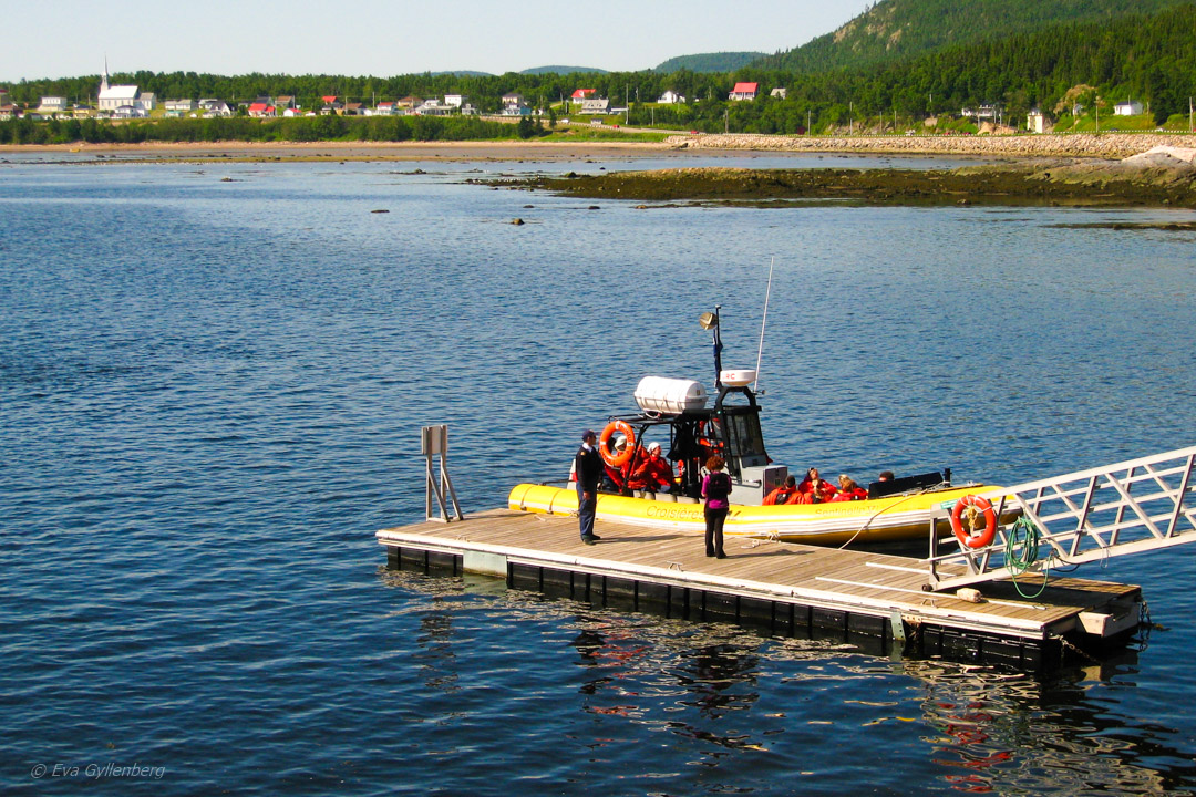 Valskådning i Baie Sainte-Catherine