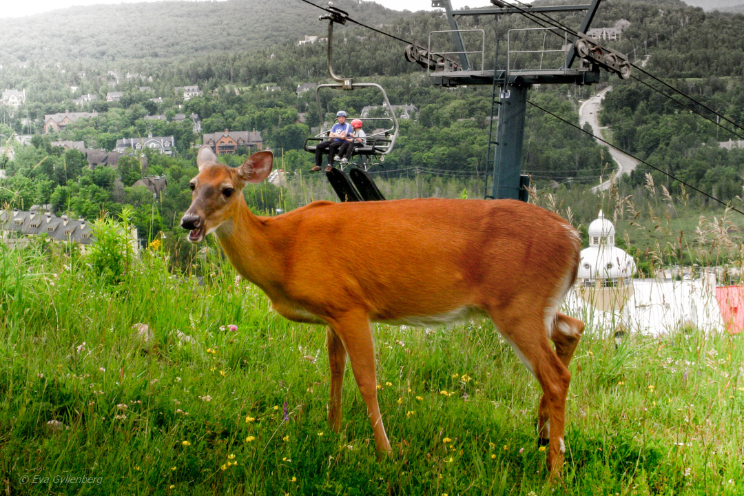 Mont Tremblant