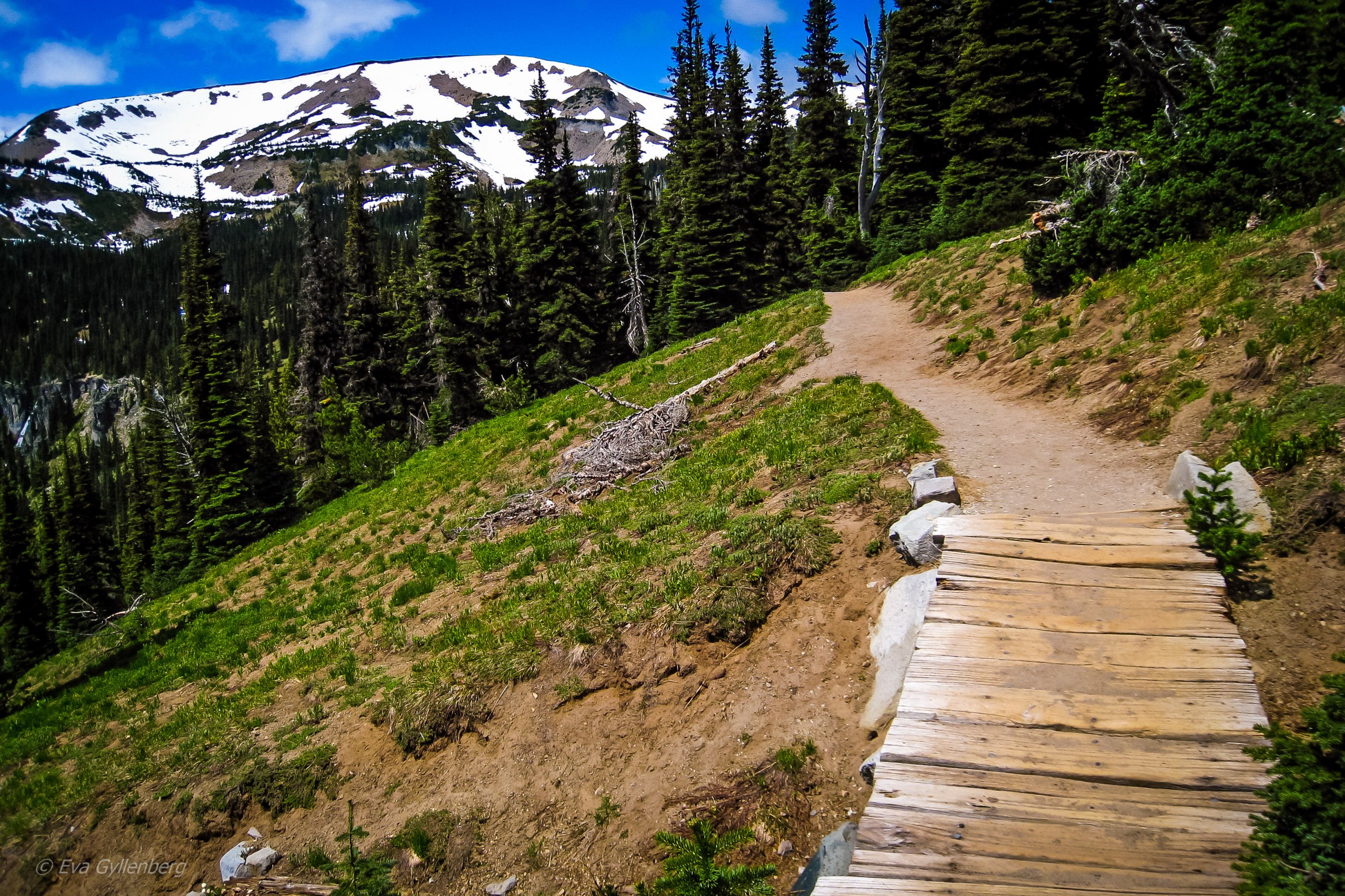 Vandring i Mount Rainier- Washington