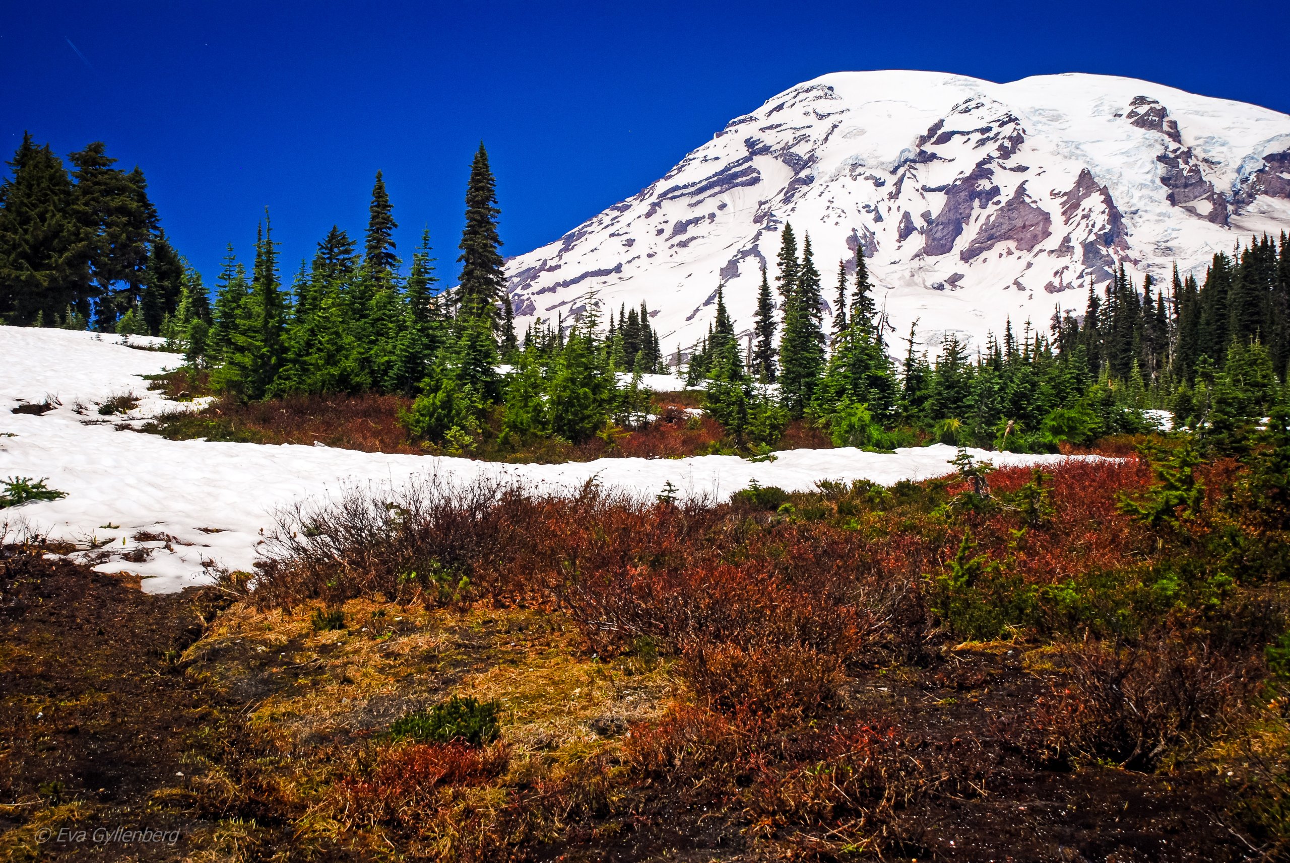 Sommarvandring på snö - Mount Rainier - Washington
