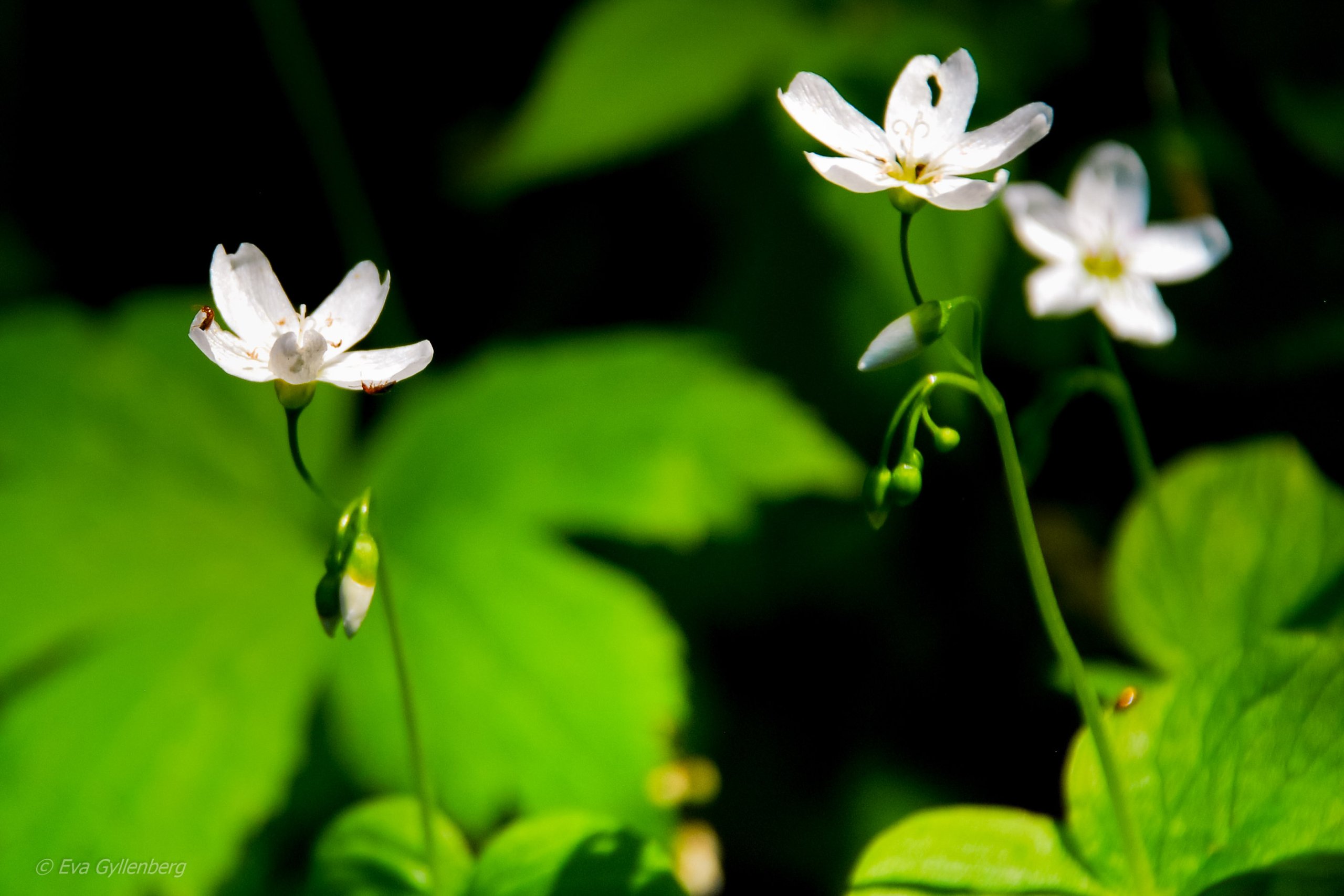 Vårblommor - Mount Rainier - Washington