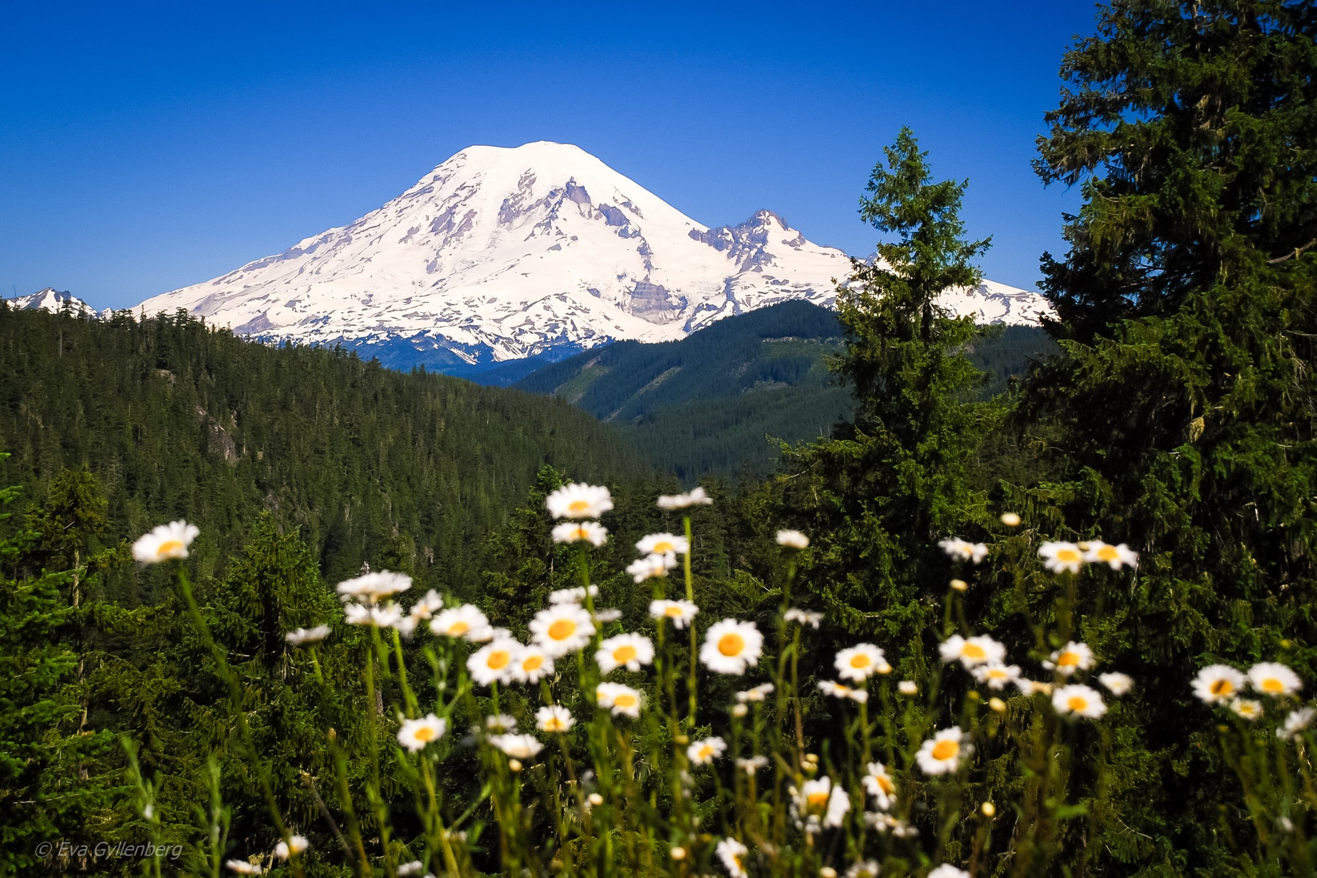 Mount Rainier