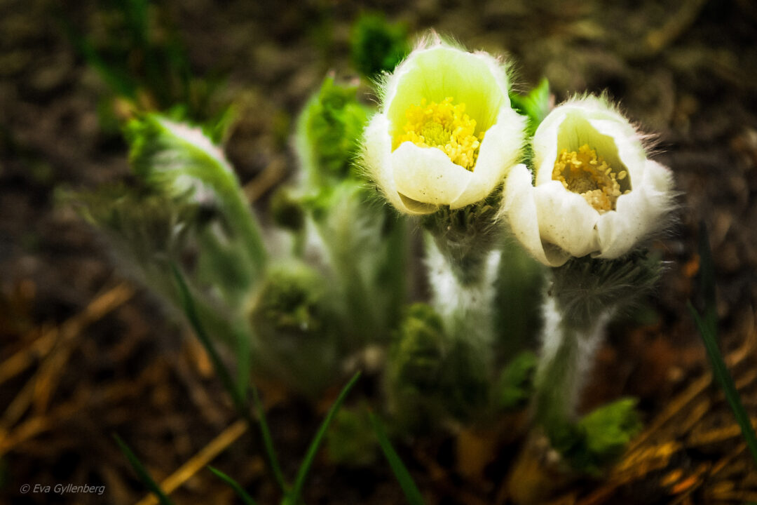 Globe Anemone - Mount Rainier - Washington