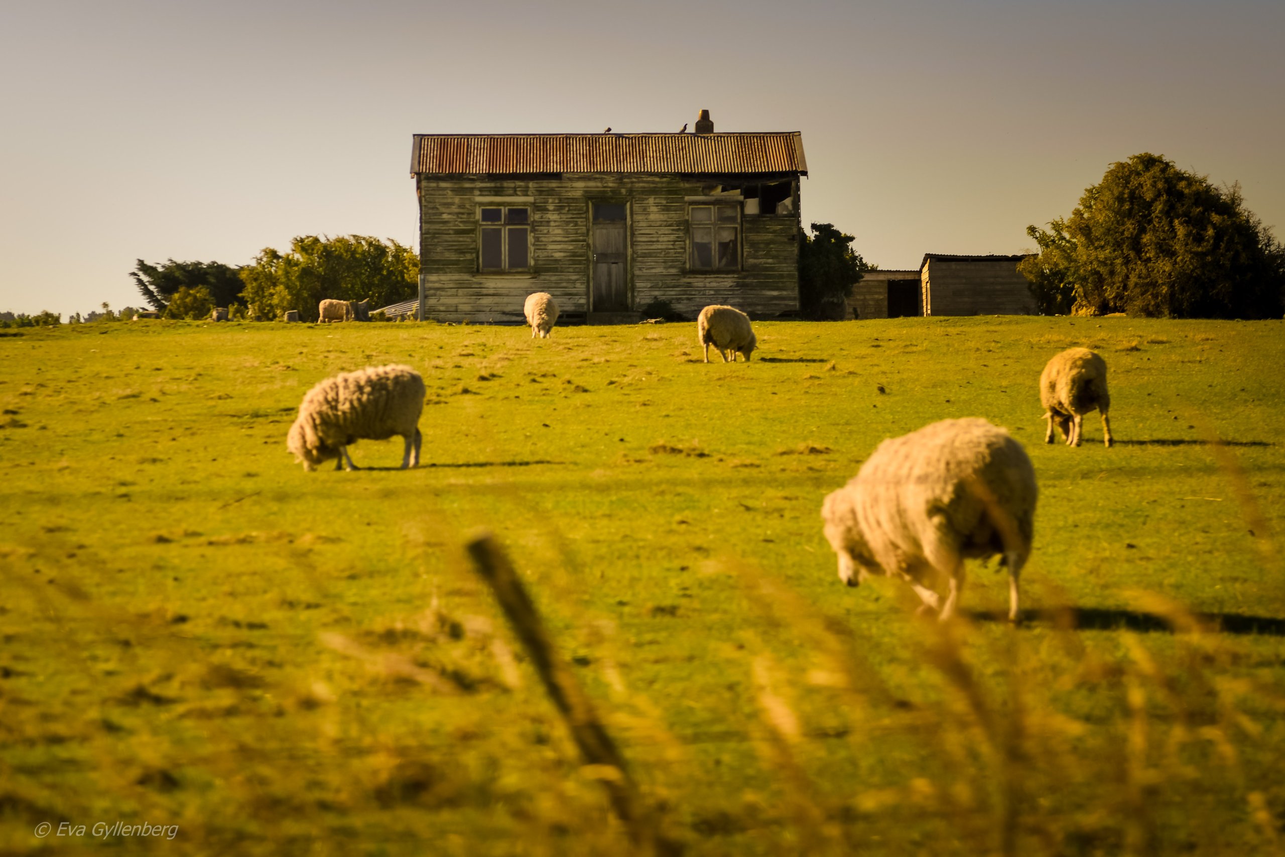 Landskap utanför Oamaru - Nya Zeeland
