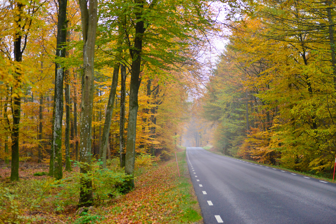 Foggy roads